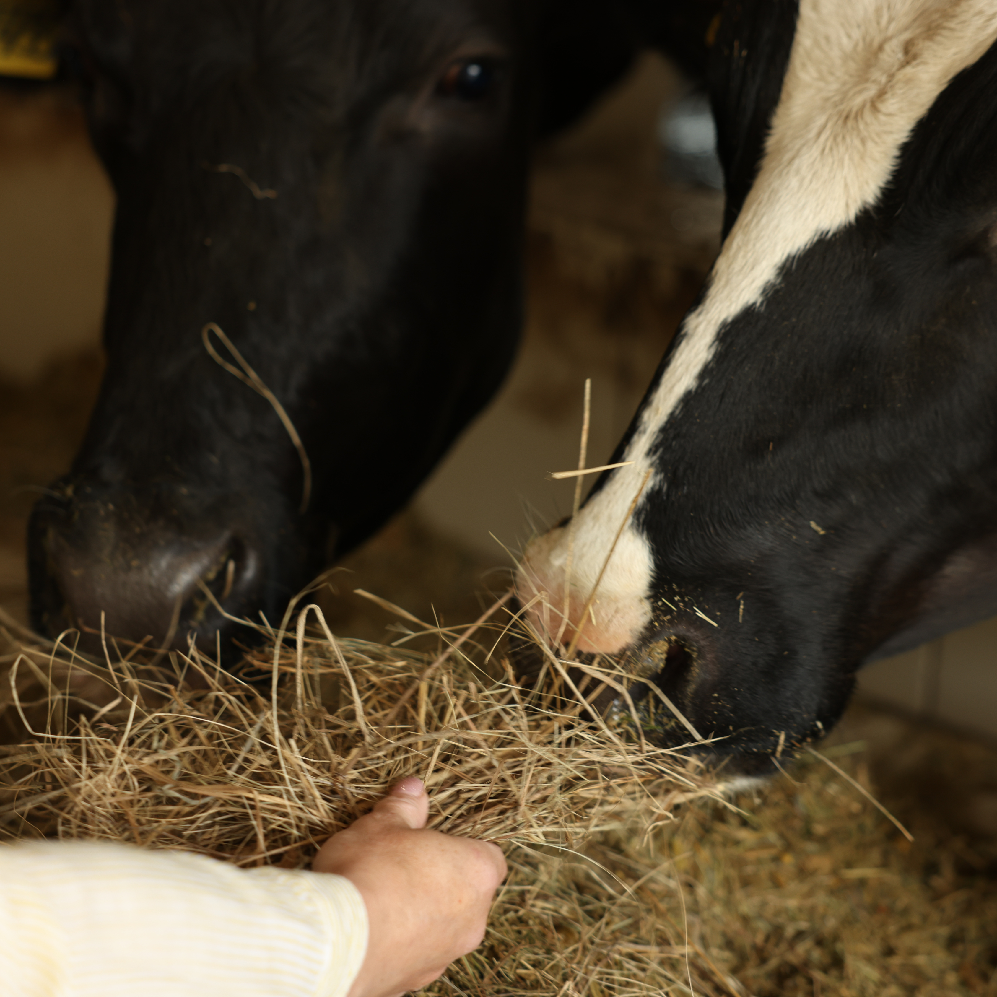 CIÈNCIA, ANIMALS I SOCIETAT