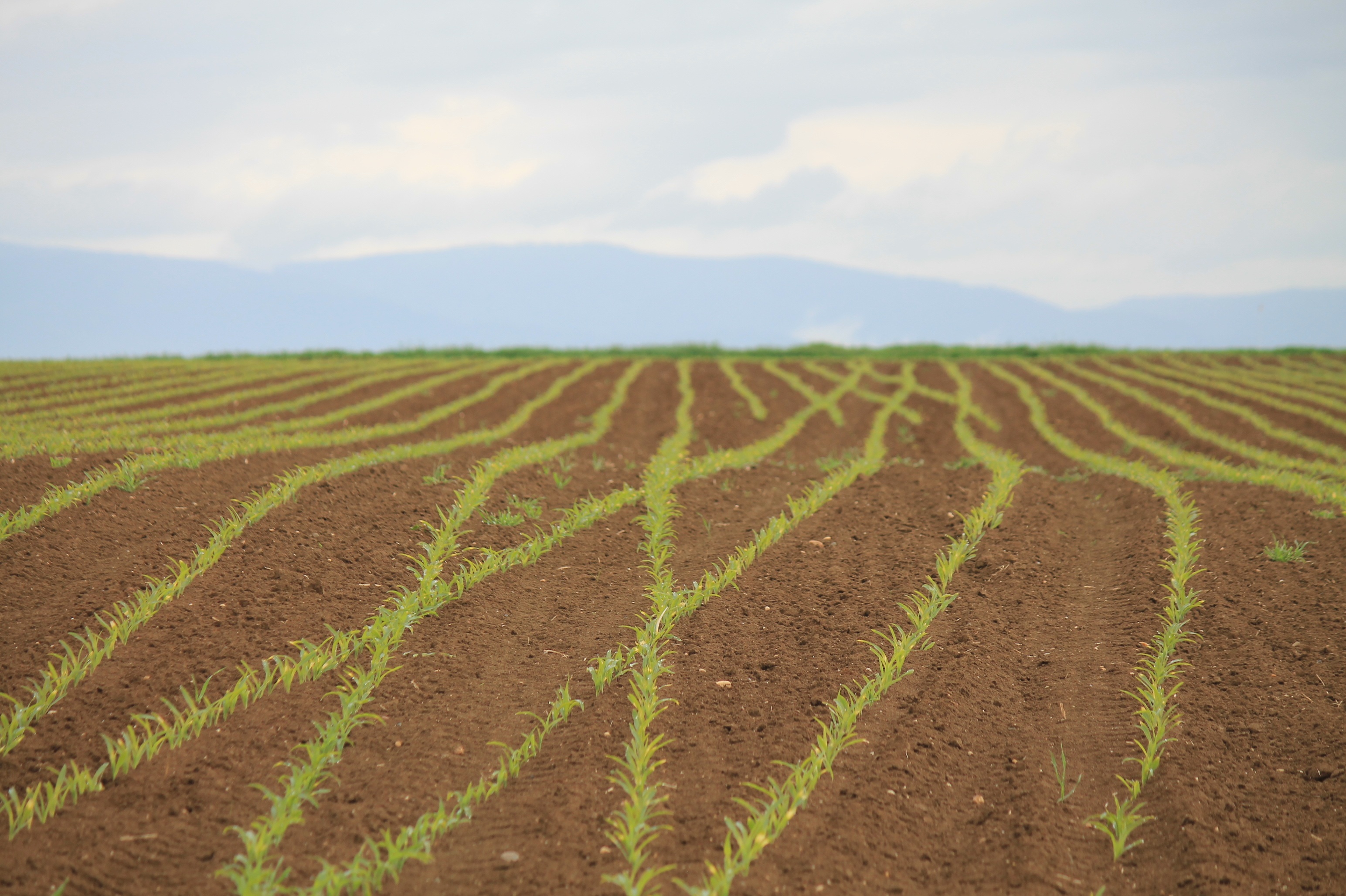 corn-4036279